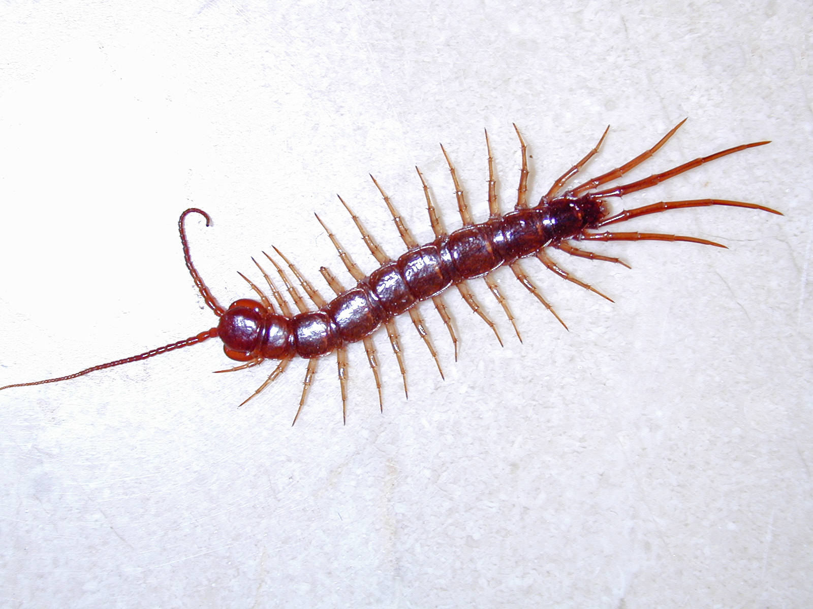 millipede, reddish-brown, many legs, HD Desktop Wallpaper