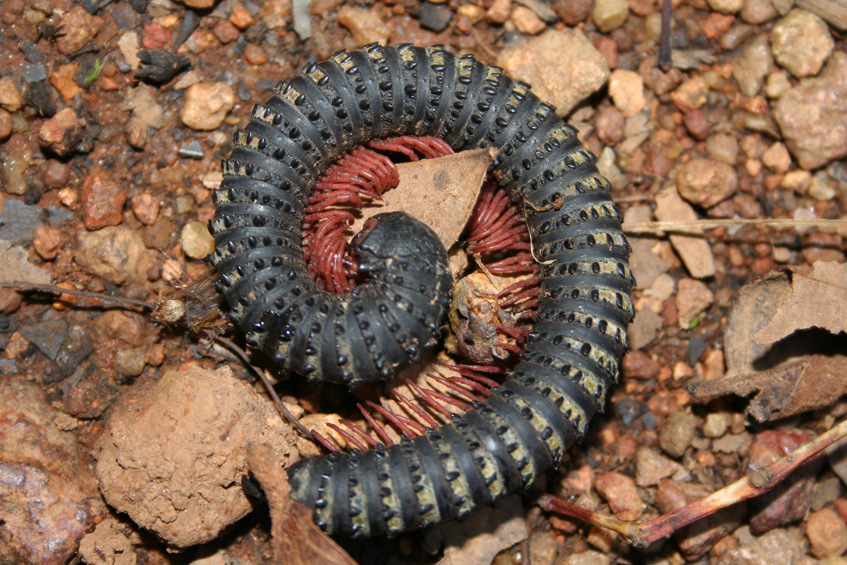 curled black millipede, red legs, reddish gravel, 2K Desktop Wallpaper
