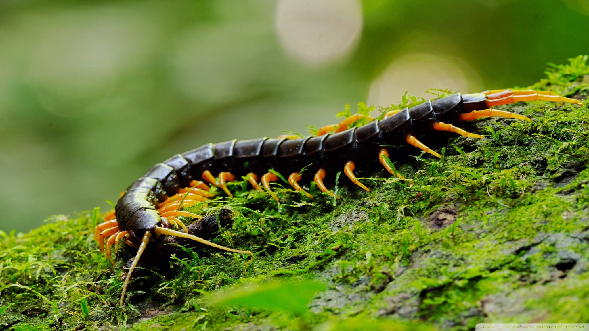 Millipede, black body, orange legs, Full HD Desktop Wallpaper