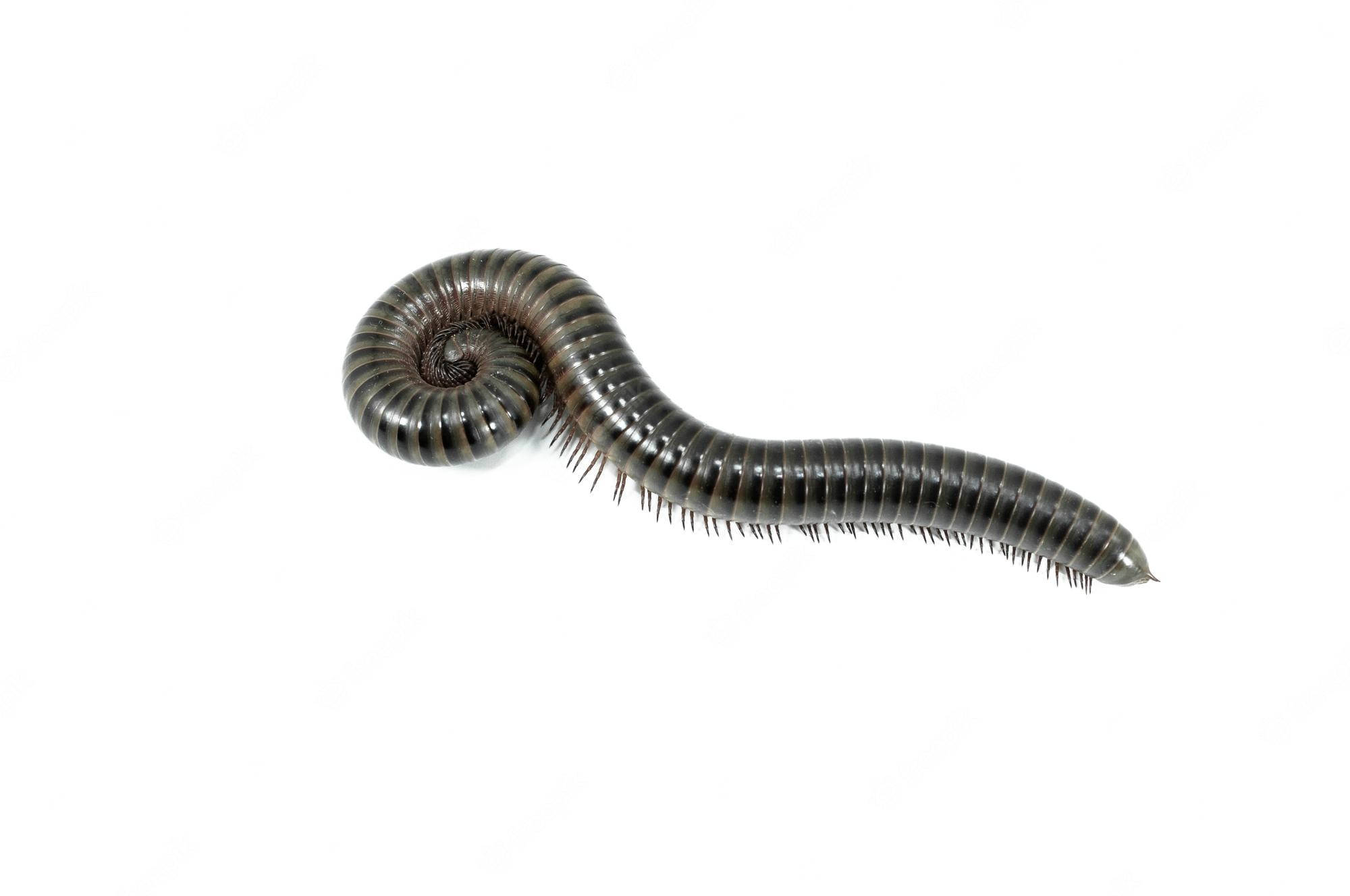 black spirostreptus millipede, Spiraling Image, dark segmented millipede, Full HD Desktop Wallpaper