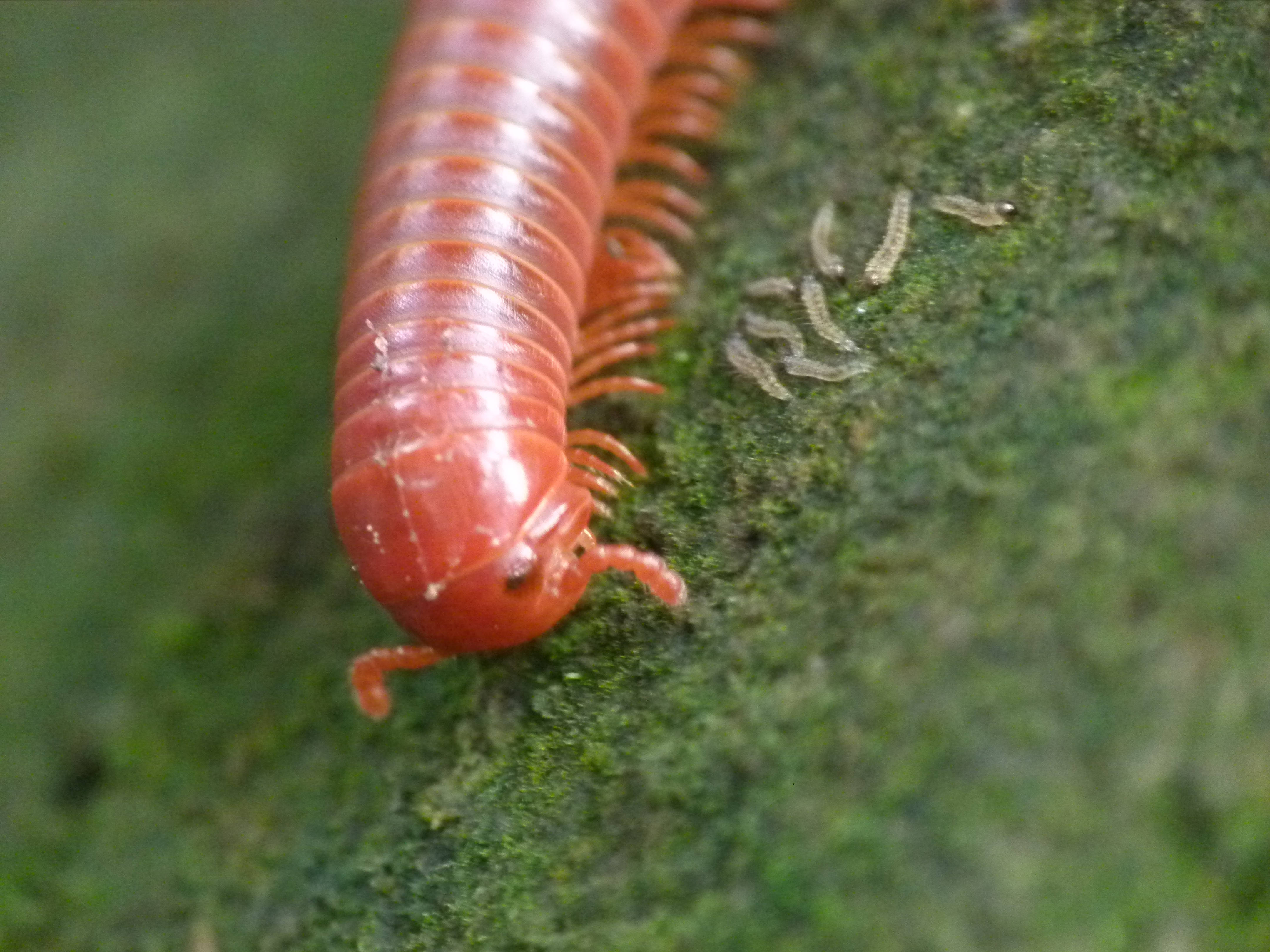 Common Asian Millipede, mossy green surface, vibrant red, 4K Desktop Wallpaper