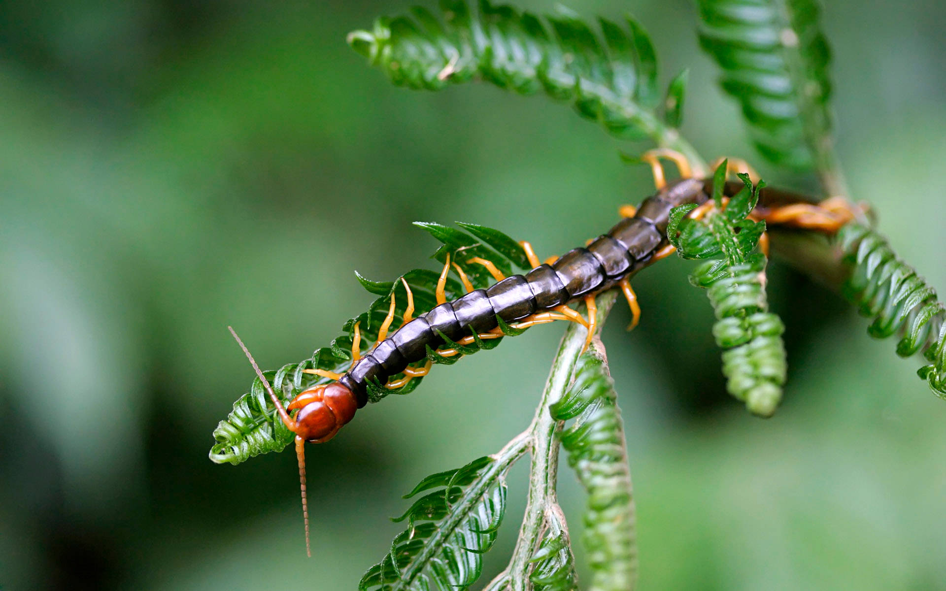 vibrant millipede, orange legs, red head, Full HD Desktop Wallpaper