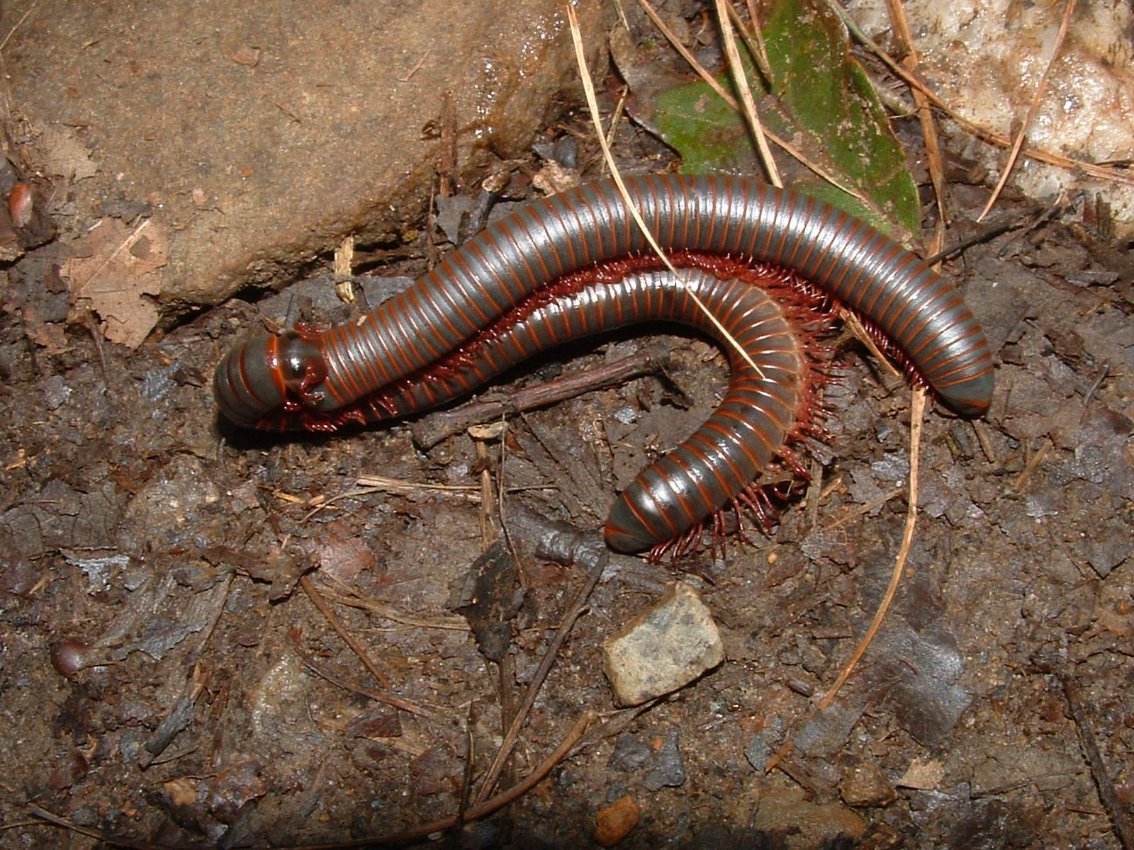 Millipede, reddish-brown, damp forest floor, HD Desktop Wallpaper