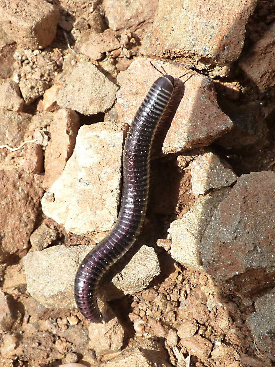 Millipede, rocky outdoors, reddish brown rocks, SD Phone Wallpaper