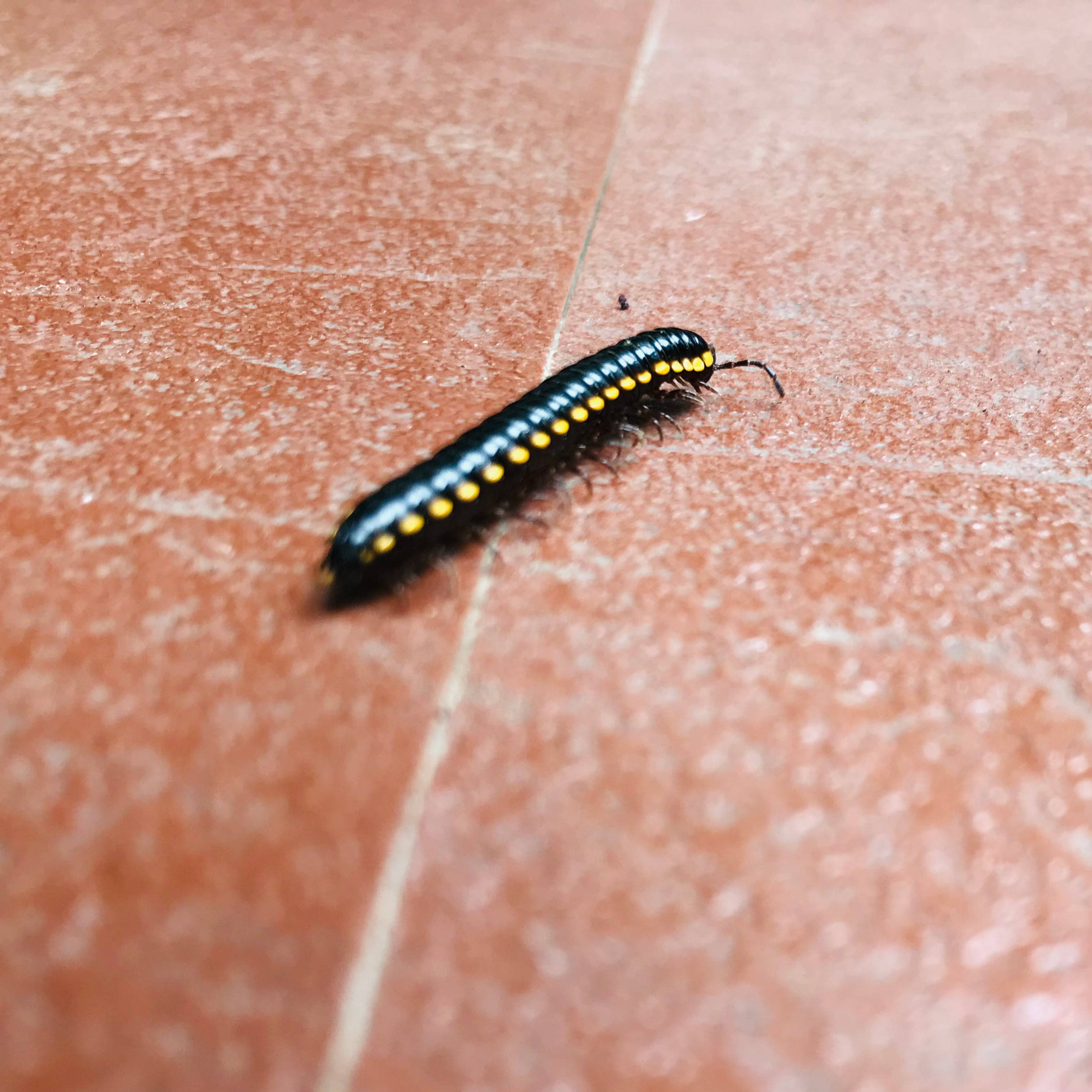 yellow spotted millipede, black millipede, bright yellow spots, Full HD Desktop Wallpaper