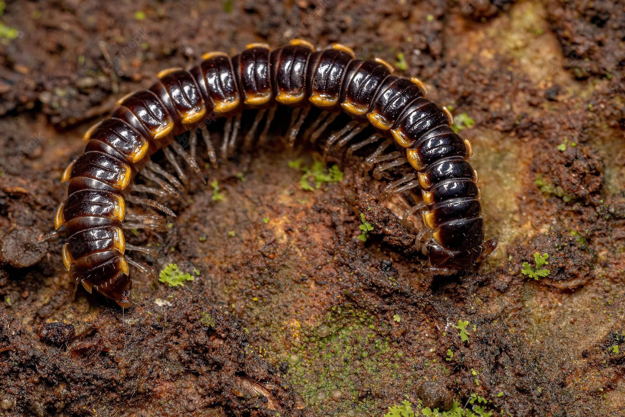 curled small long flange millipede, black and yellow, moist earth, Full HD Desktop Wallpaper