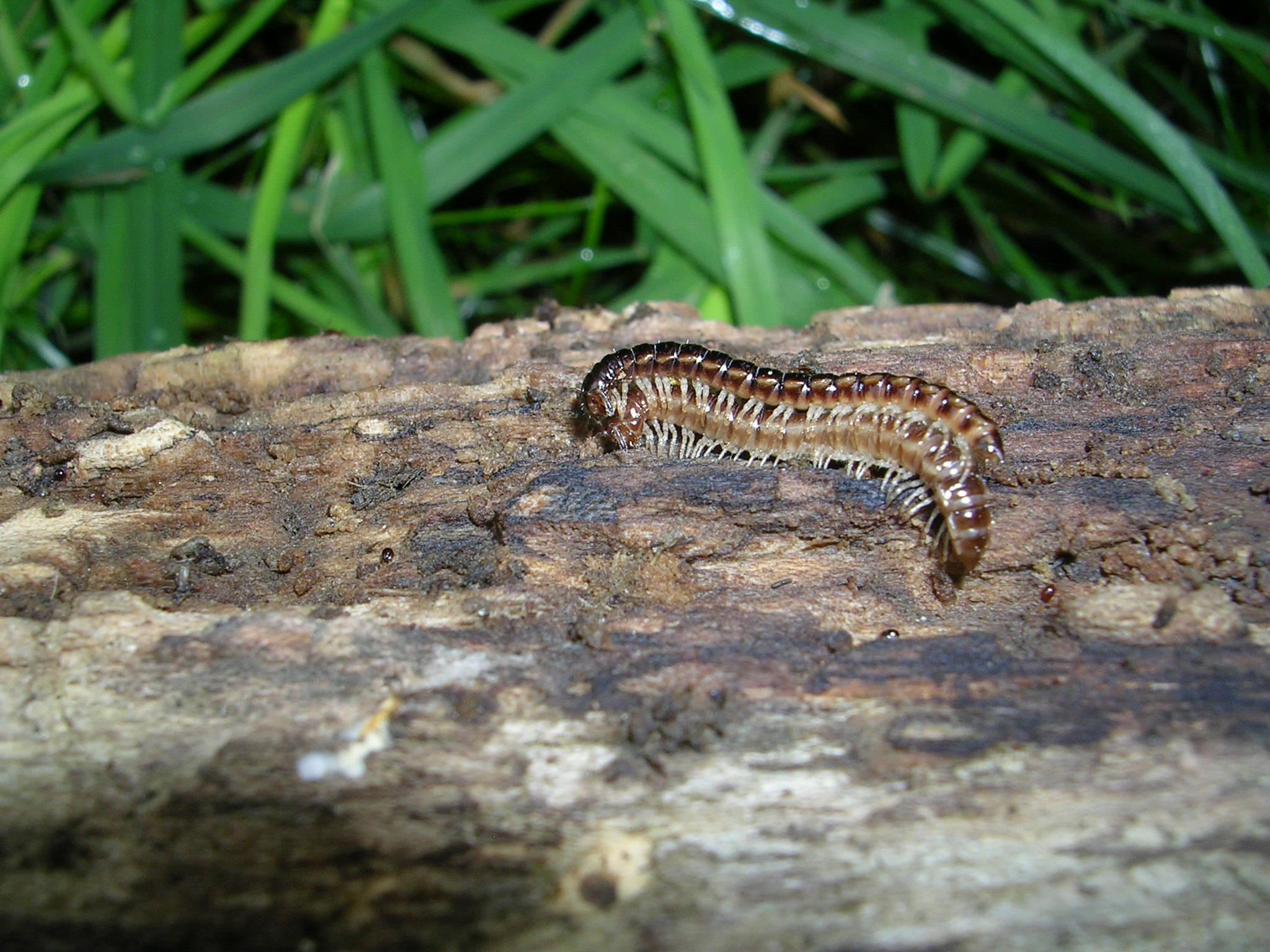 mating greenhouse millipede, brown millipede, weathered log, Full HD Desktop Wallpaper