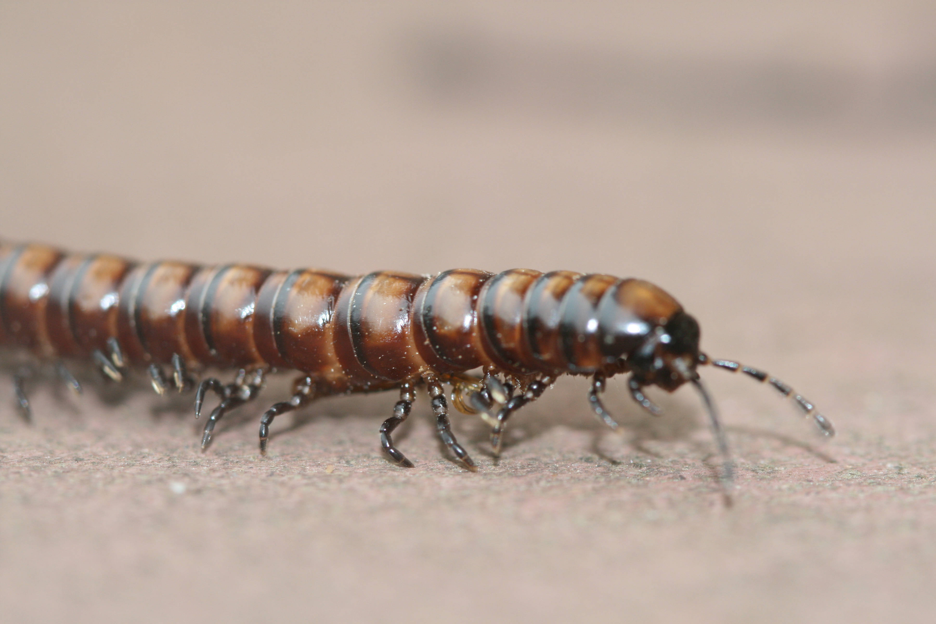 greenhouse millipede, brown, segmented, 4K Desktop Wallpaper