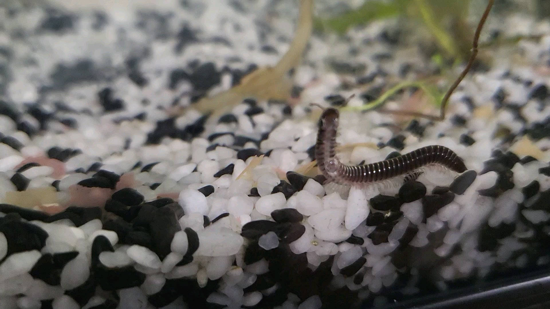 millipede, aquarium, black and white gravel, Full HD Desktop Wallpaper