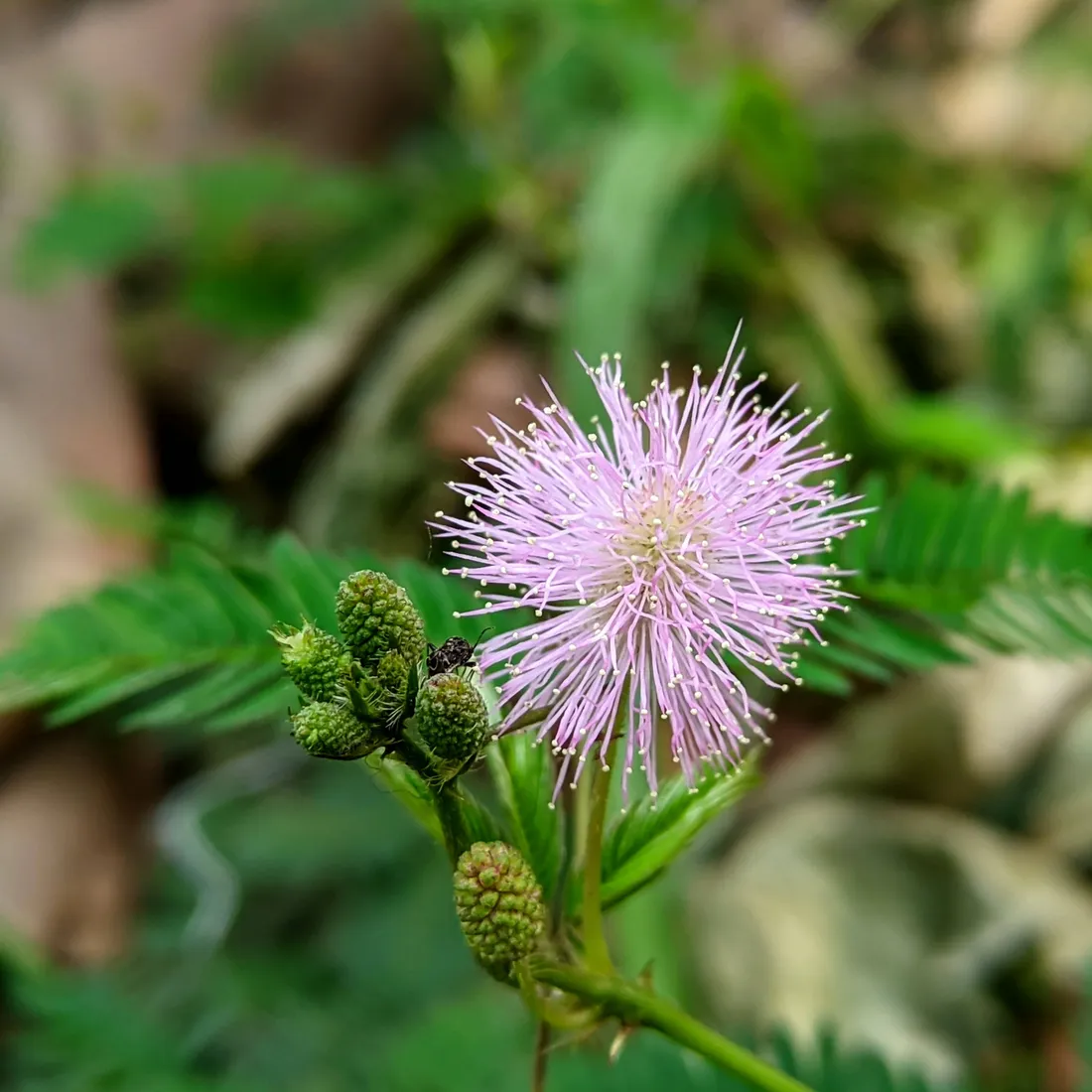 Mimosa flower
