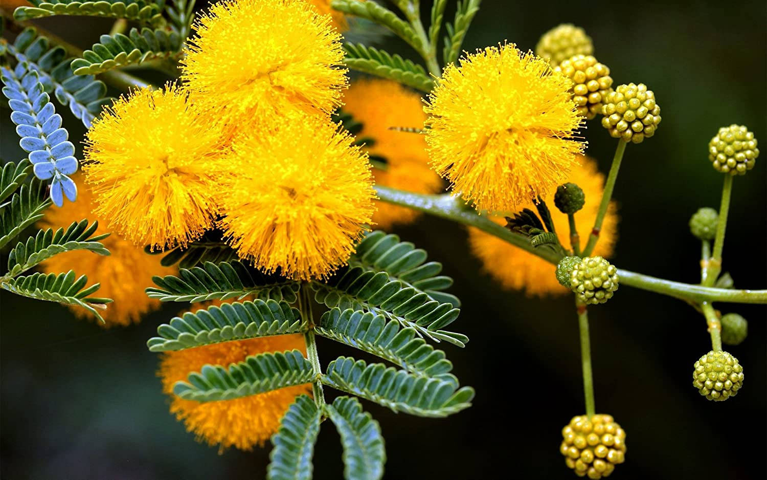 Sunny Mimosa Flowers, vibrant yellow spherical flowers, lush green leaves, HD Desktop Wallpaper