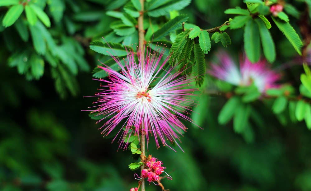 pink mimosa flower, powder puff flower, delicate filaments, SD Desktop Wallpaper