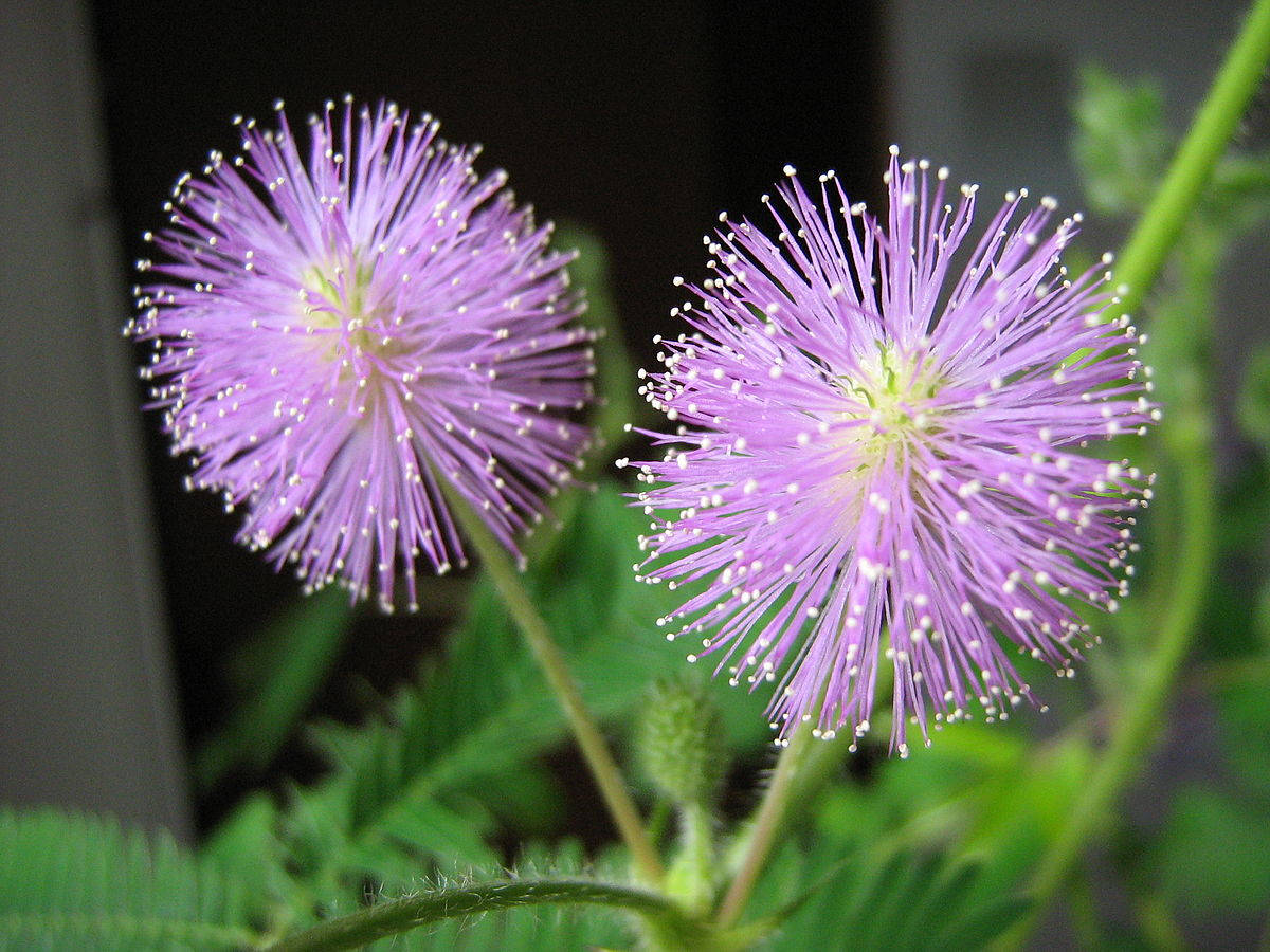 twin pink mimosa flowers, purple mimosa flowers, feathery stamens, SD Desktop Wallpaper