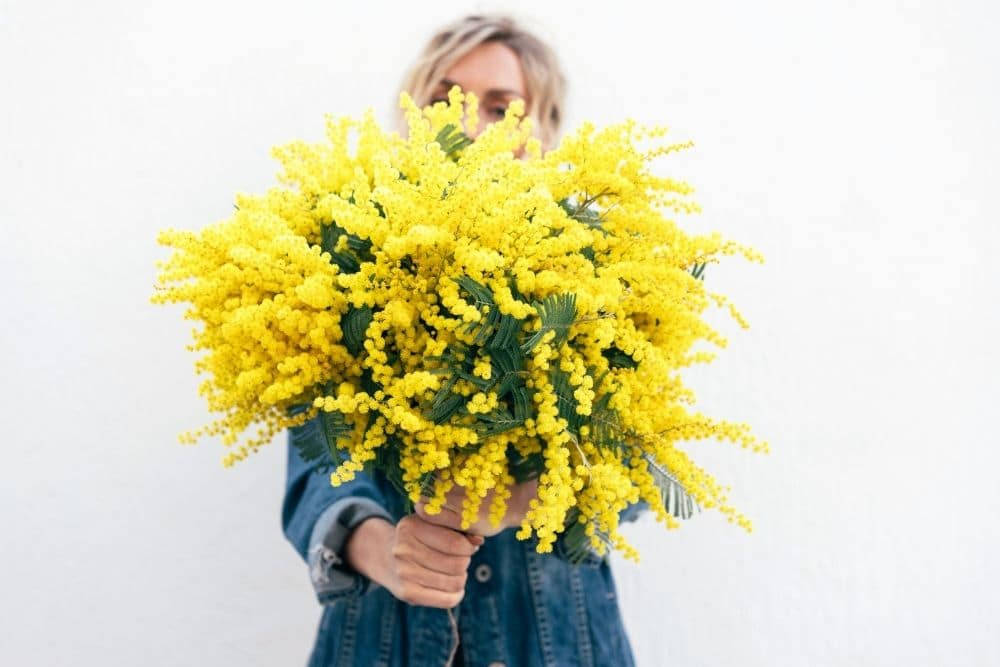 mimosa flowers, denim jacket, massive vibrant yellow mimosa bouquet, SD Desktop Wallpaper