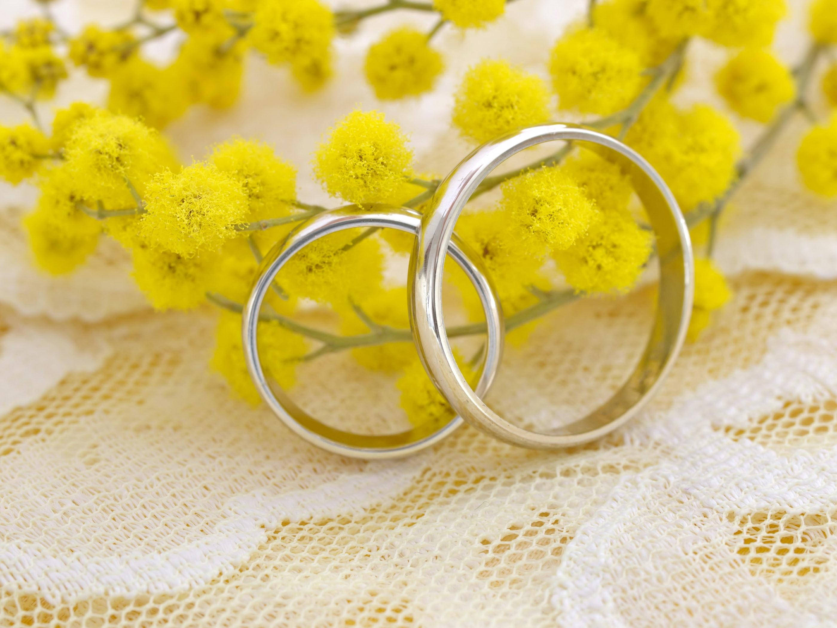 mimosa flowers, silver wedding bands, white lace, 2K Desktop Wallpaper