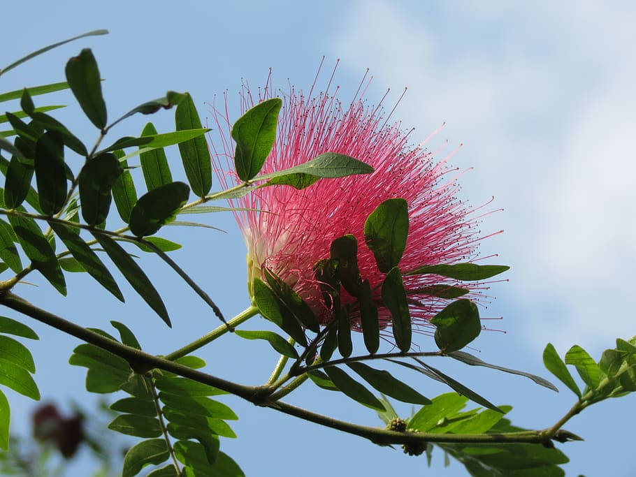 mimosa flowers, vibrant pink, luscious greenery, SD Desktop Wallpaper