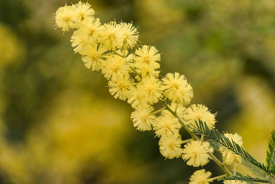 yellow mimosa flowers, slender branch, soft green blurred background, SD Desktop Wallpaper