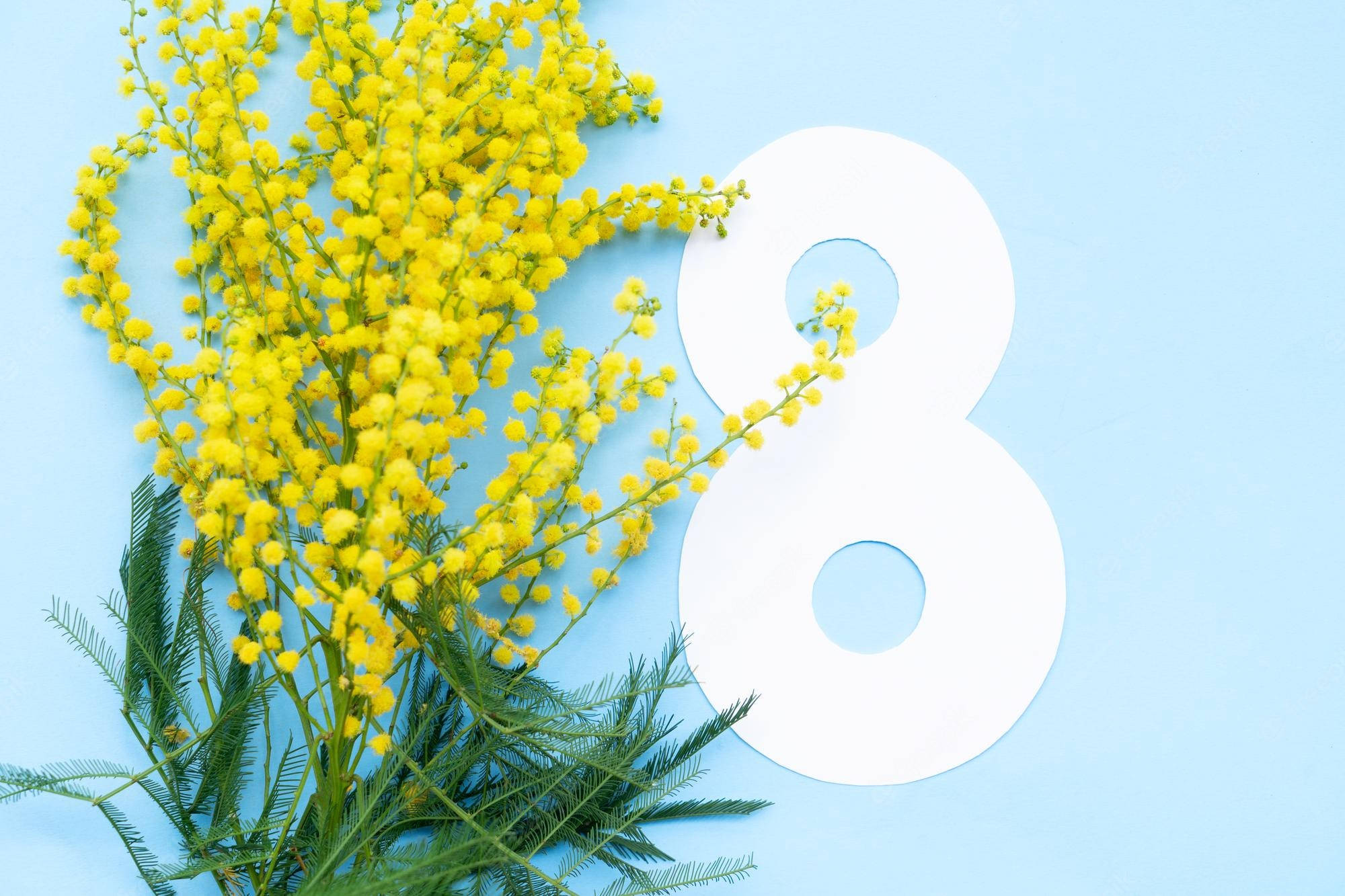 Mimosa flowers, white number eight, soft blue background, Full HD Desktop Wallpaper