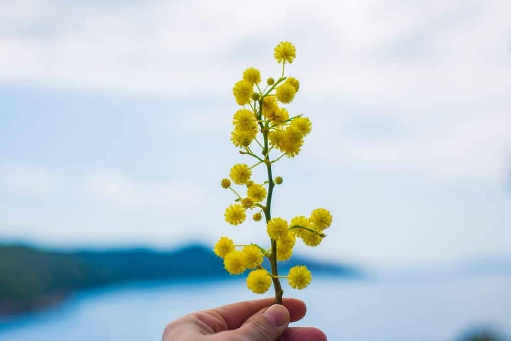 mimosa flower, vibrant yellow, soft blue water, SD Desktop Wallpaper