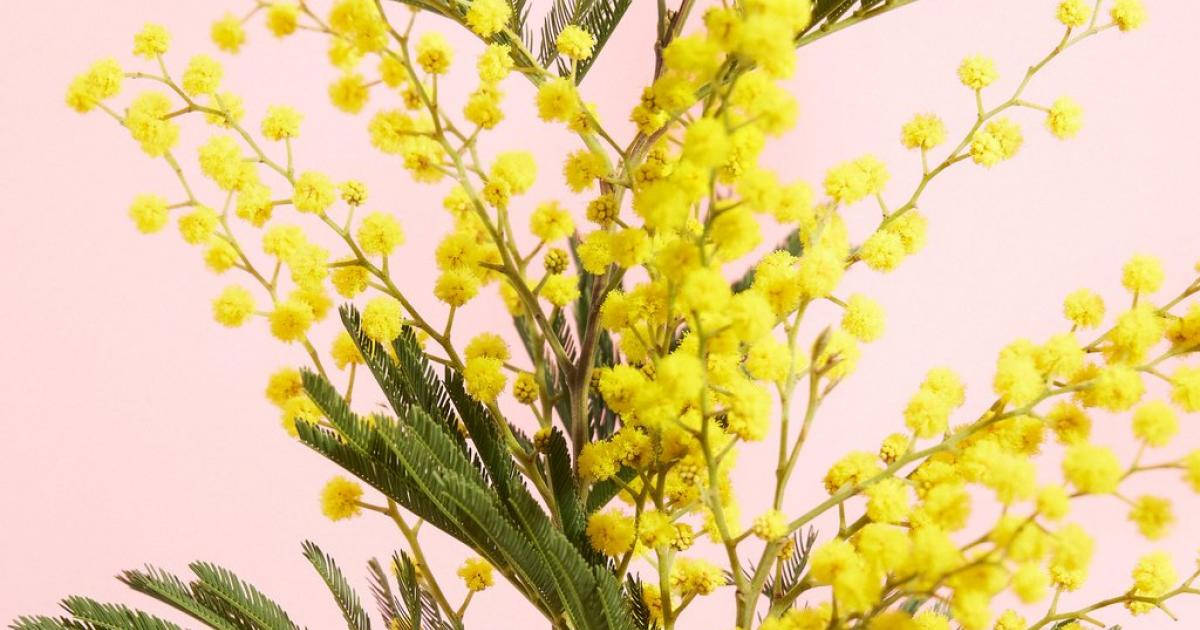 Golden Mimosa Flower, vibrant yellow, soft pink background, SD Desktop Wallpaper