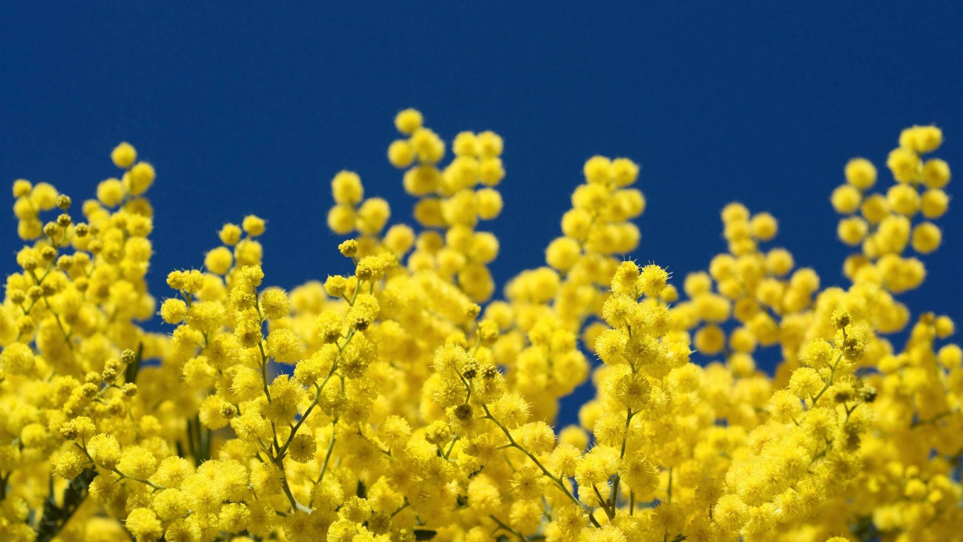 blue sky, yellow mimosa flowers, vibrant yellow wattle blossoms, Full HD Desktop Wallpaper