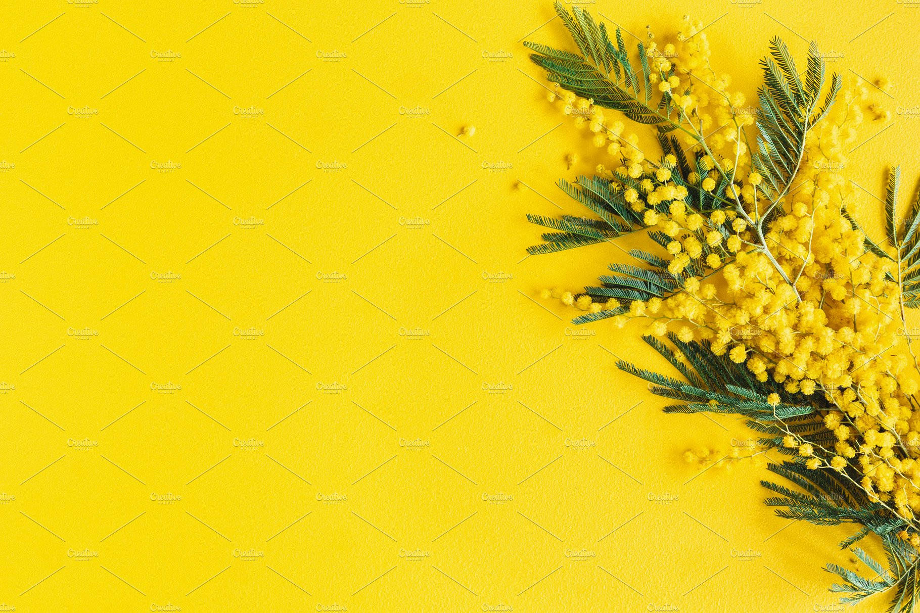 yellow mimosa flower, green leaves, corner, HD Desktop Wallpaper