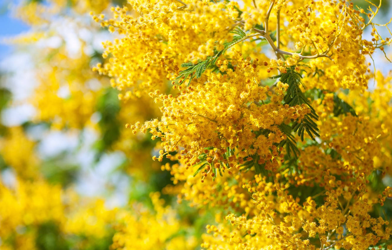 Mimosa flower, wattle blossoms, yellow, HD Desktop Wallpaper