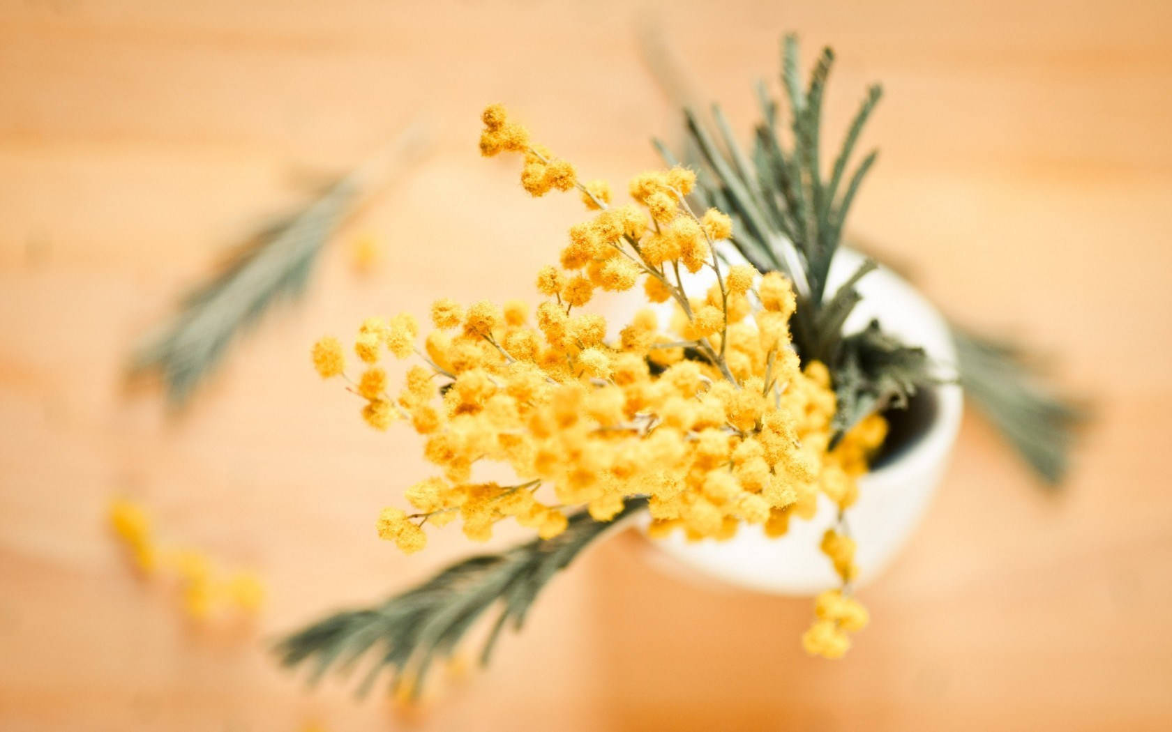 mini yellow mimosa flowers, vibrant yellow mimosa flowers, white vase, HD Desktop Wallpaper
