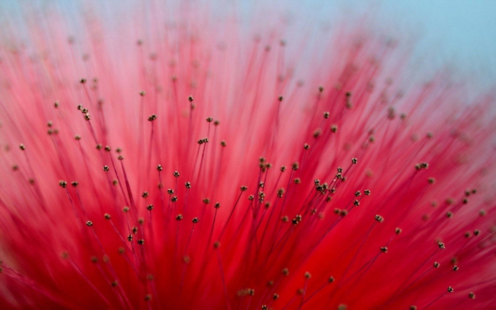 bright red mimosa flower, vibrant red flower, delicate filaments, HD Desktop Wallpaper