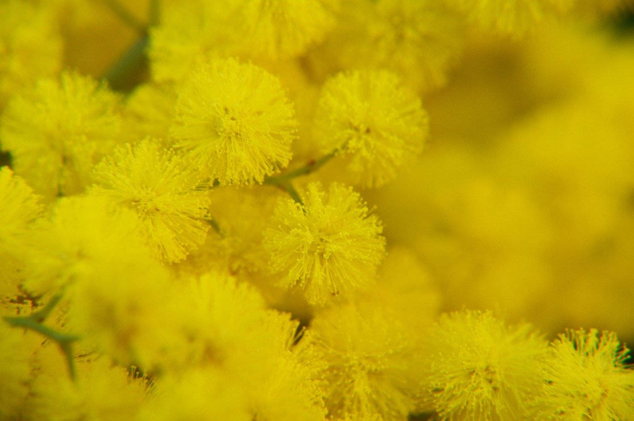 magnificent yellow mimosa flowers, vibrant yellow wattle flowers, soft focus, HD Desktop Wallpaper