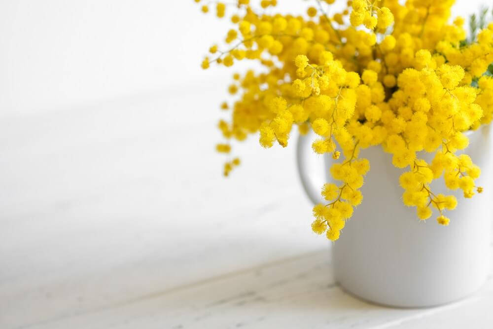 mimosa flowers, white ceramic mug, bright white wooden surface, SD Desktop Wallpaper