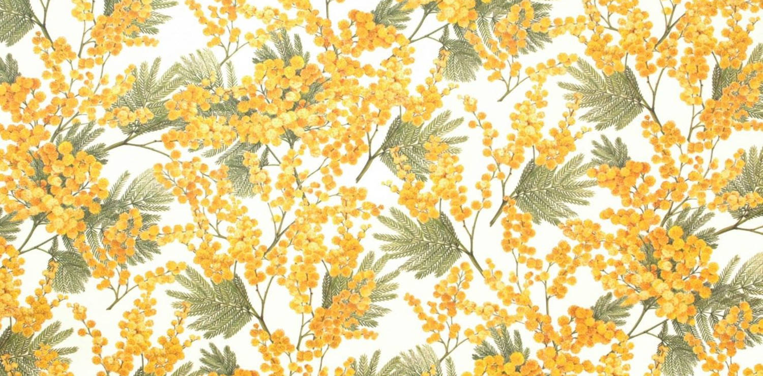 Mimosa flower, vibrant yellow wattle blossoms, green feathery leaves, HD Desktop Wallpaper