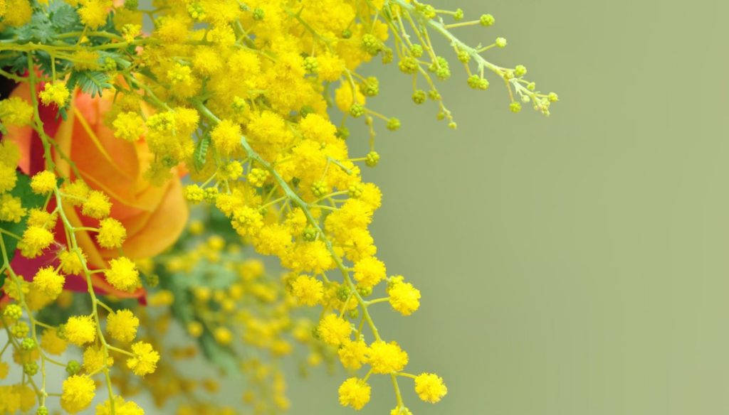 mimosa flower, vibrant yellow, soft-focus orange rose, SD Desktop Wallpaper