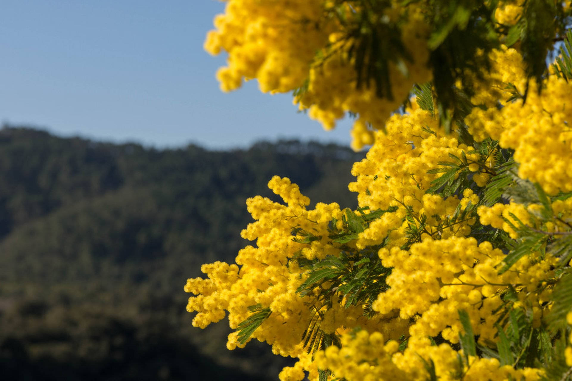 Mimosa flowers, vibrant yellow wattle blossoms, green hillside, Full HD Desktop Wallpaper