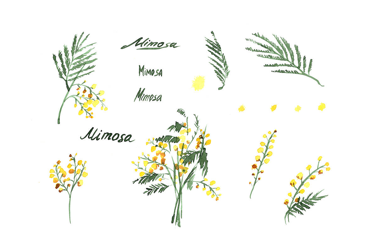 mimosa flower, watercolor, handwritten labels, SD Desktop Wallpaper