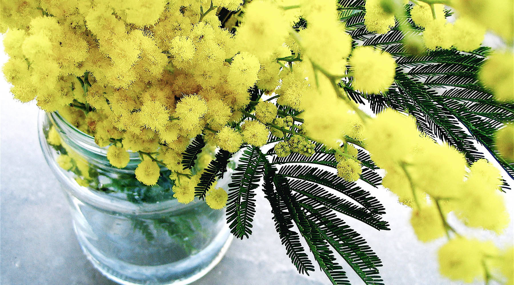 yellow mimosa flowers, clear glass vase, dark green feathery leaves, HD Desktop Wallpaper