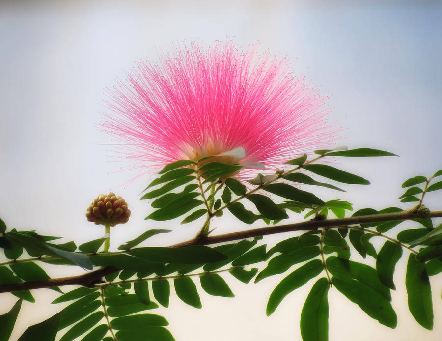 pink mimosa puff flowers, vibrant pink powder puff flower, soft sky, SD Desktop Wallpaper