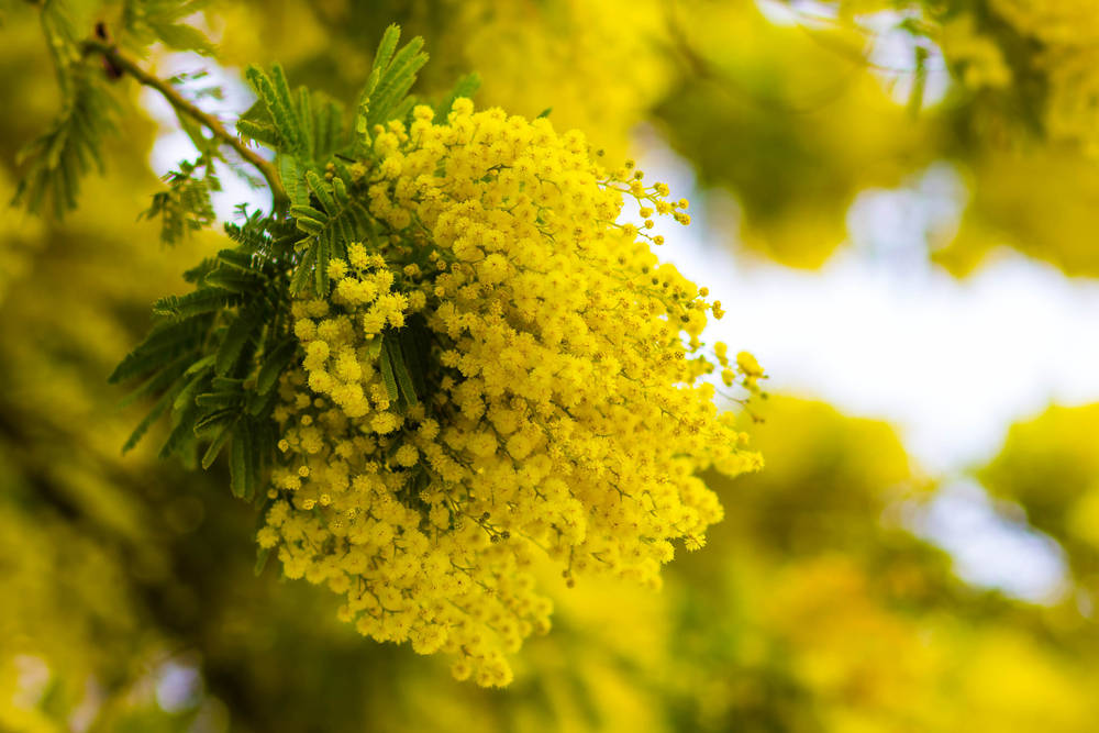 mimosa flowers, yellow, soft green, SD Desktop Wallpaper