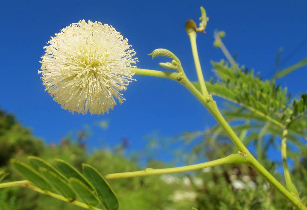 yellow mimosa, blue sky, white spherical flower, SD Desktop Wallpaper
