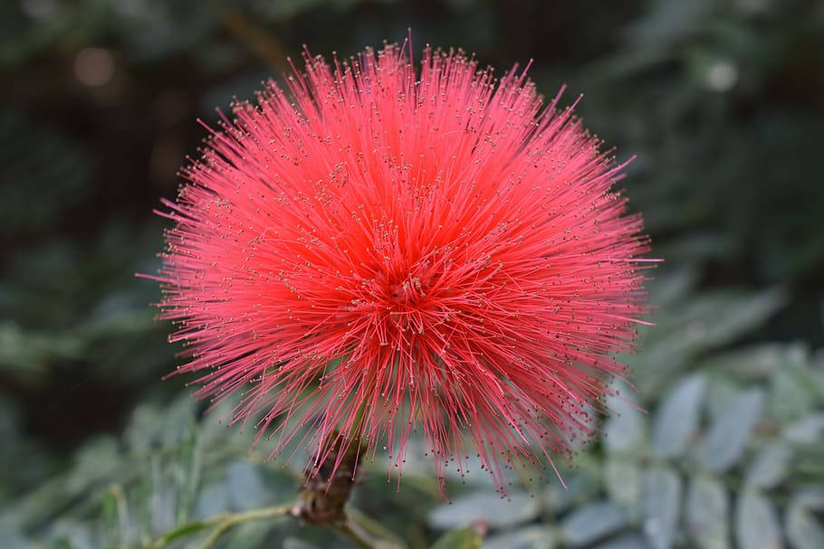 puffy pink mimosa flower, vivid red powder puff flower, delicate filaments, SD Desktop Wallpaper
