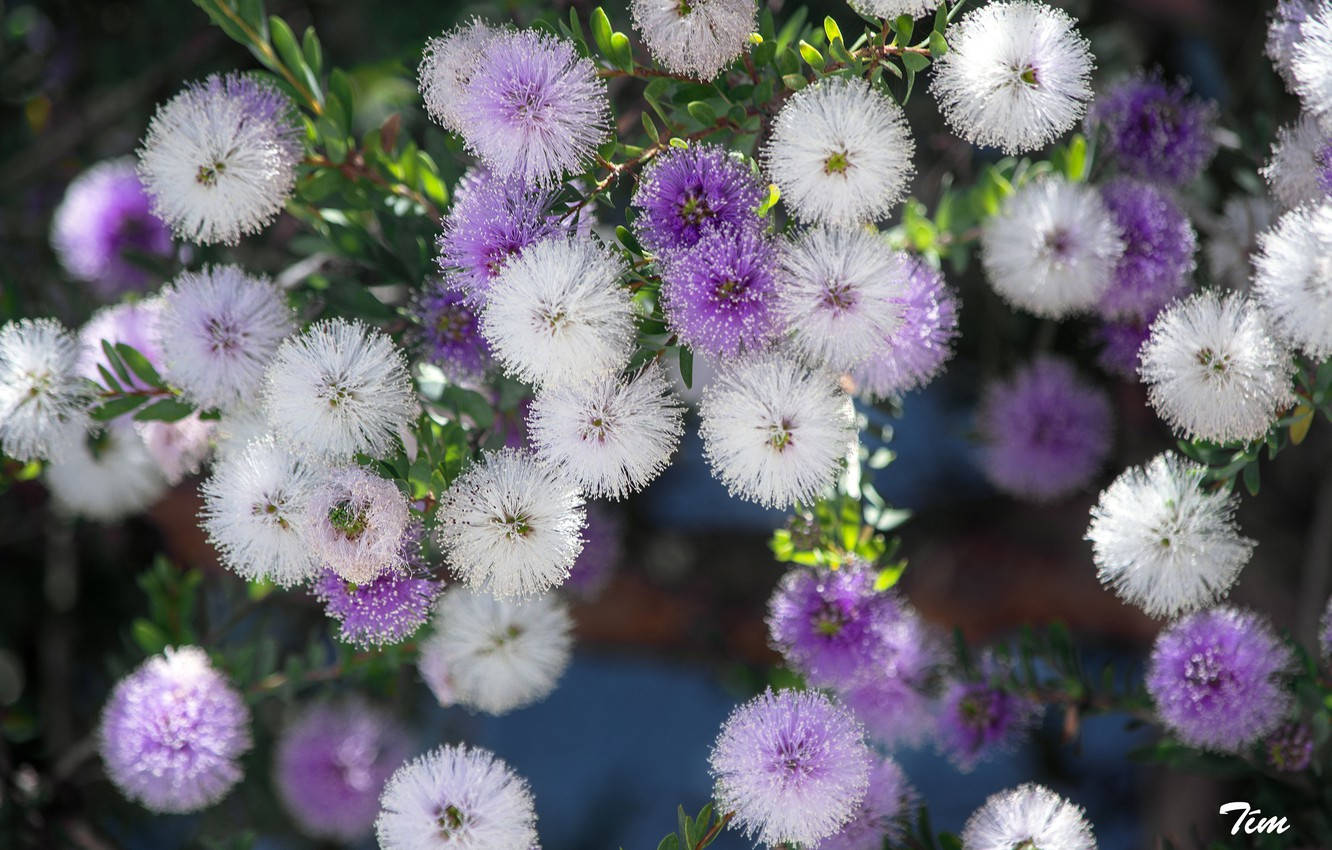 purple and white mimosa flowers, fluffy white and purple bottlebrush flowers, green stems, HD Desktop Wallpaper