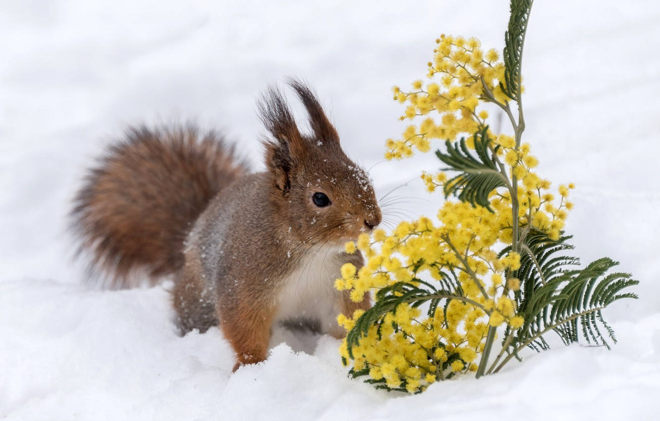 mimosa flower, red squirrel, snow-dusted fur, HD Desktop Wallpaper