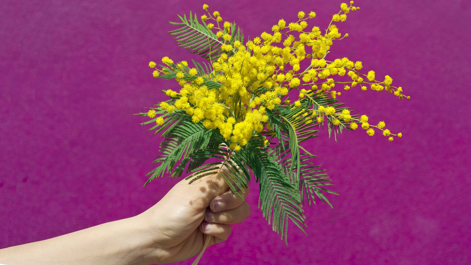 mimosa flowers, vibrant yellow, bold magenta, Full HD Desktop Wallpaper