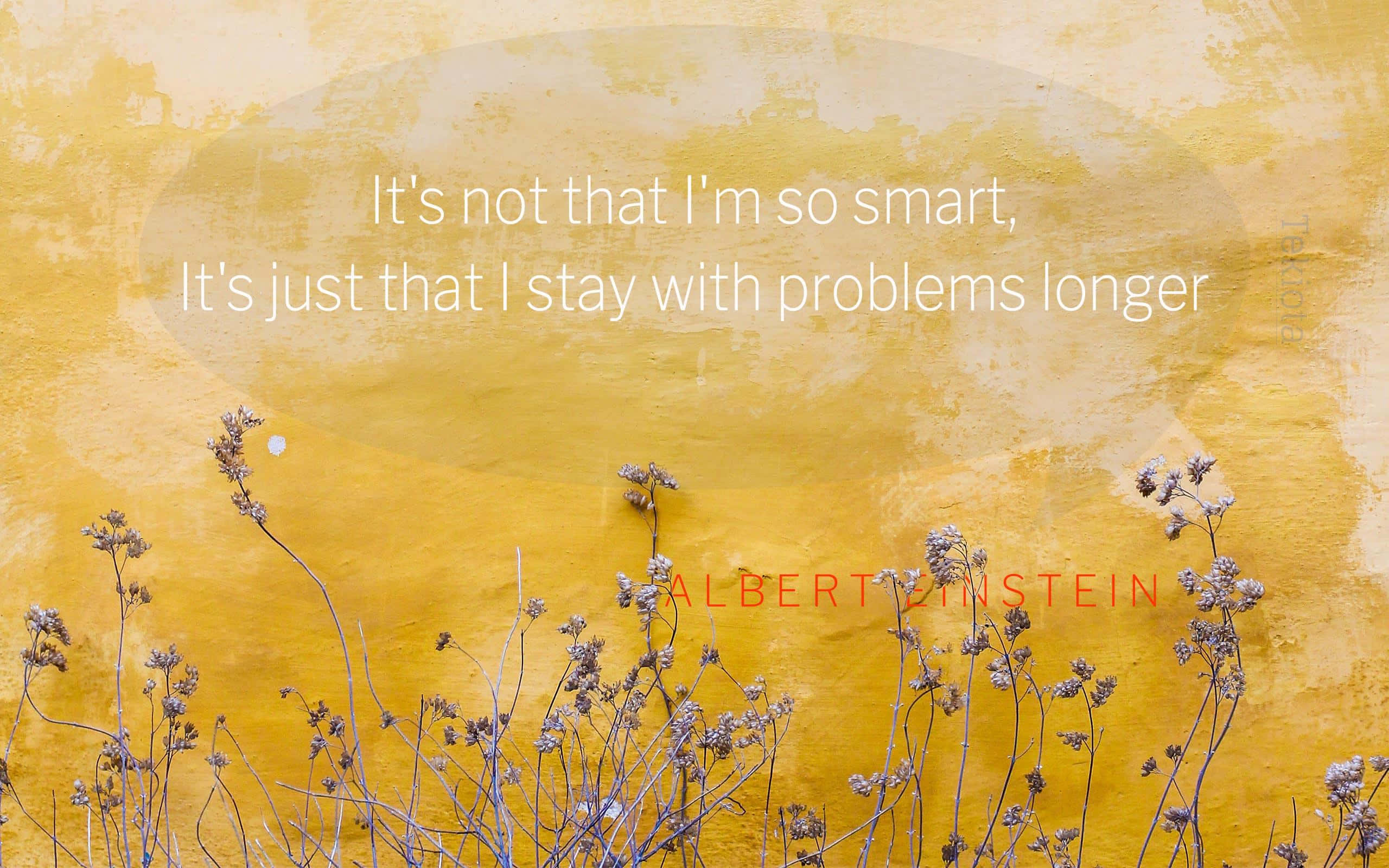 yellow wall, Albert Einstein quote, dried wildflowers, 2K Desktop Wallpaper