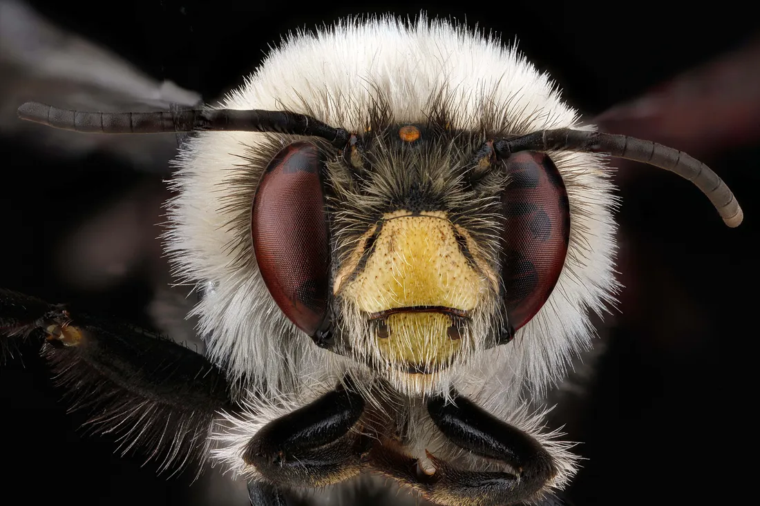 Minecraft Bee