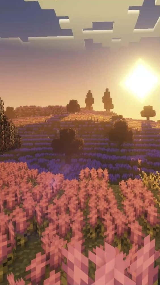 Minecraft, pink flower field, Sunset, SD Phone Wallpaper