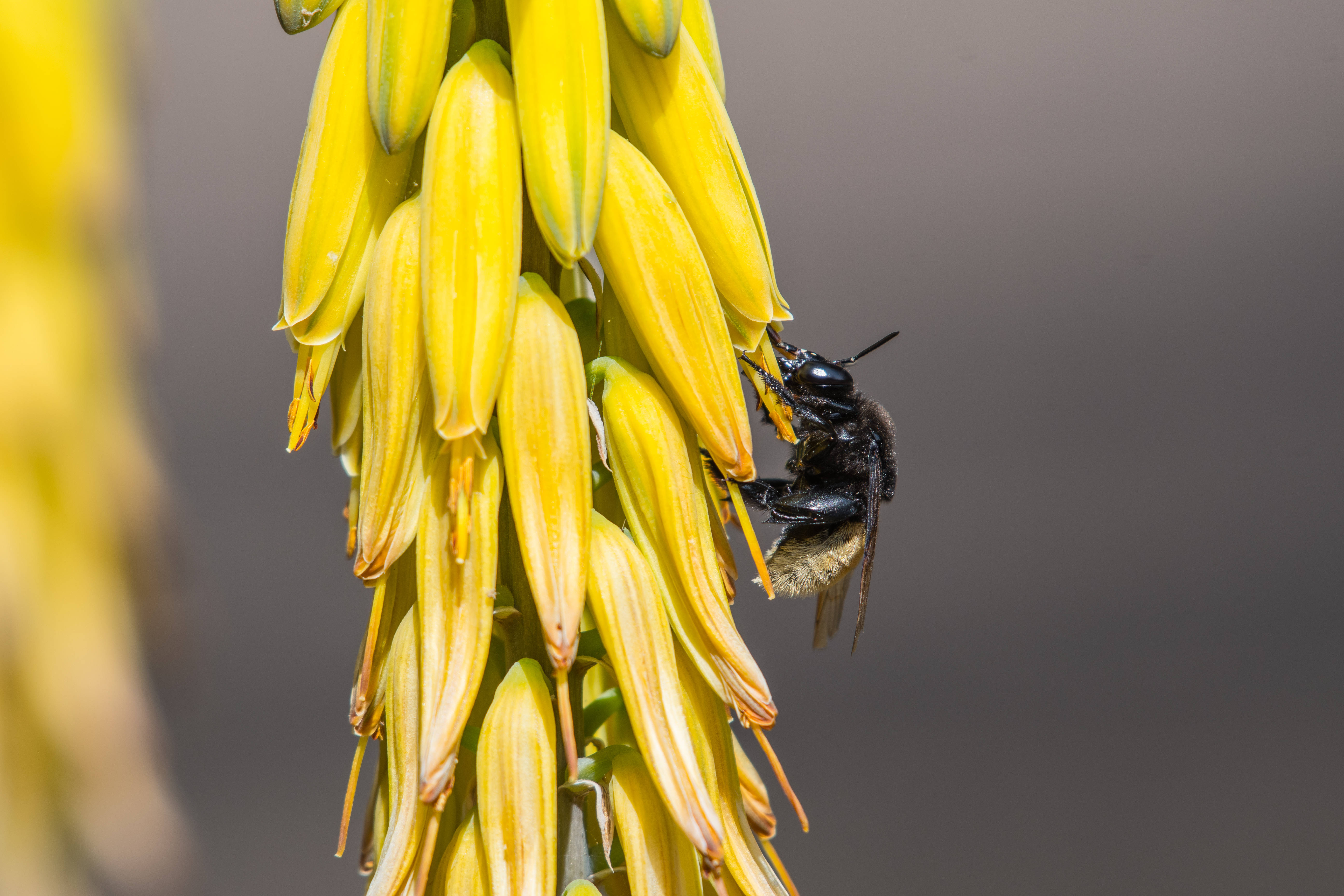 black bee, yellow flower spike, soft gray background, 5K Desktop Wallpaper