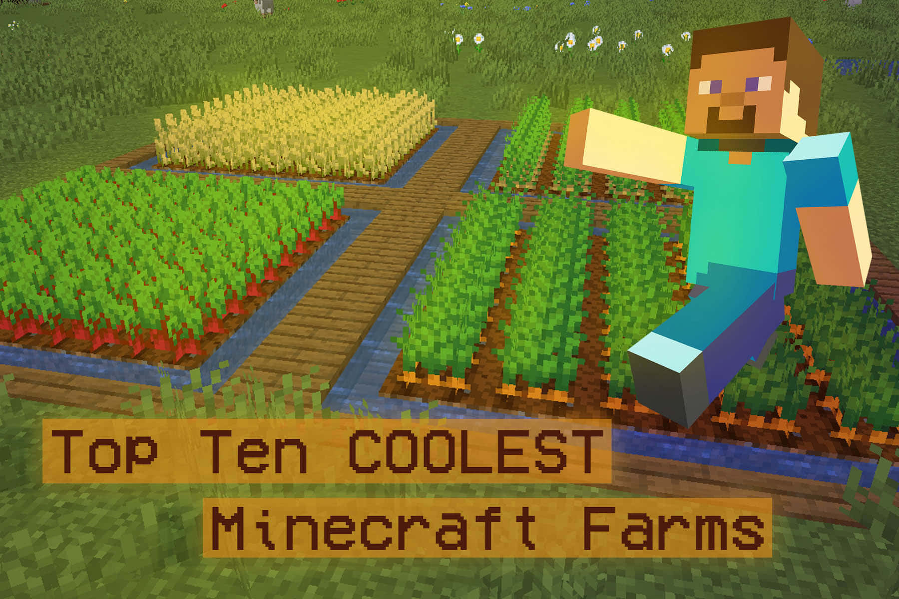 Minecraft, Minecraft player, wheat, HD Desktop Wallpaper