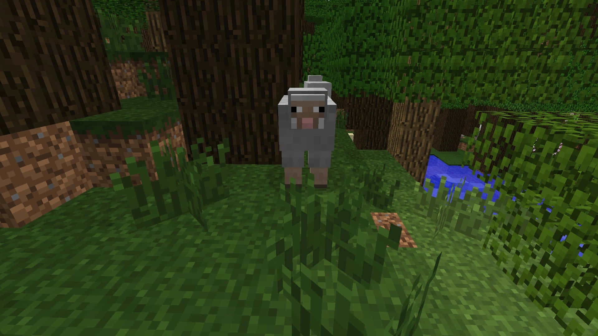 Minecraft, sheep, grassy forest clearing, Full HD Desktop Wallpaper