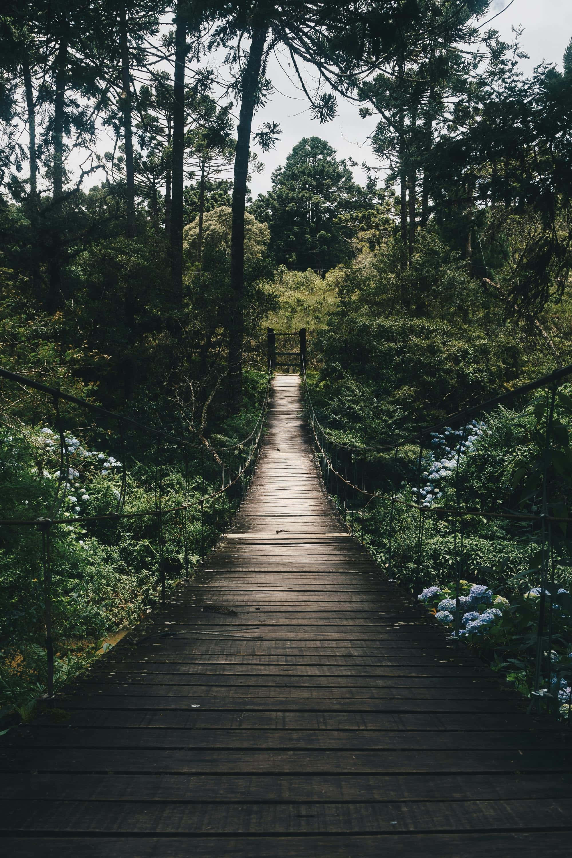 enchanted forest, suspension bridge, wooden suspension bridge, 2K Phone Wallpaper
